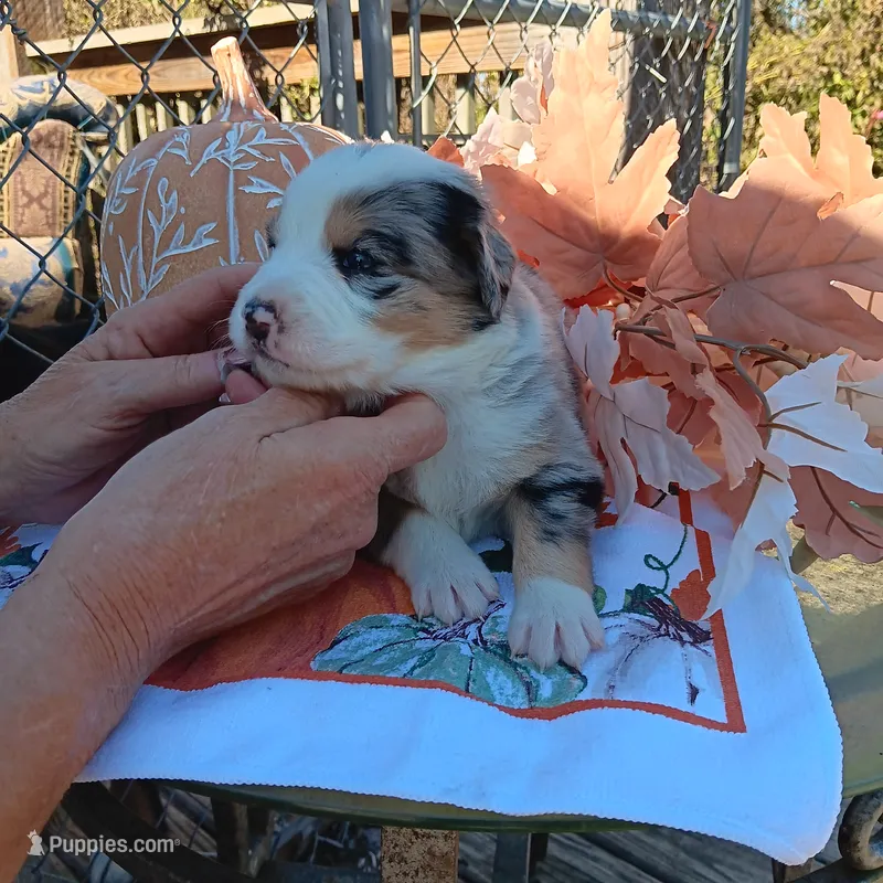 Emmie – Australian Shepherd puppy for sale in Dixon, IL