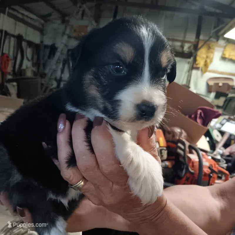 sarge – Australian Shepherd puppy for sale in Dixon, IL