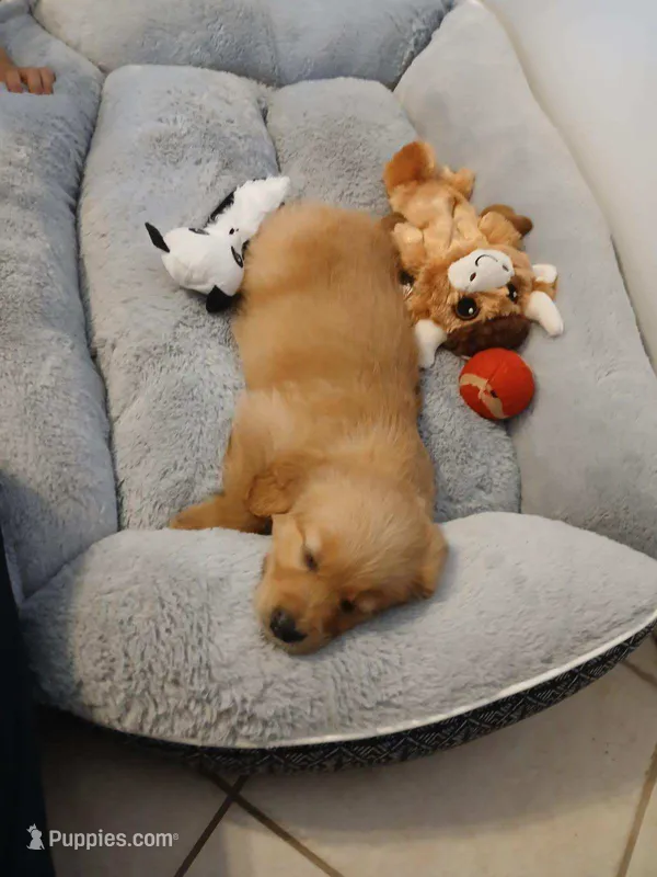 Duke  – Golden Retriever puppy for sale in Dixon, IL