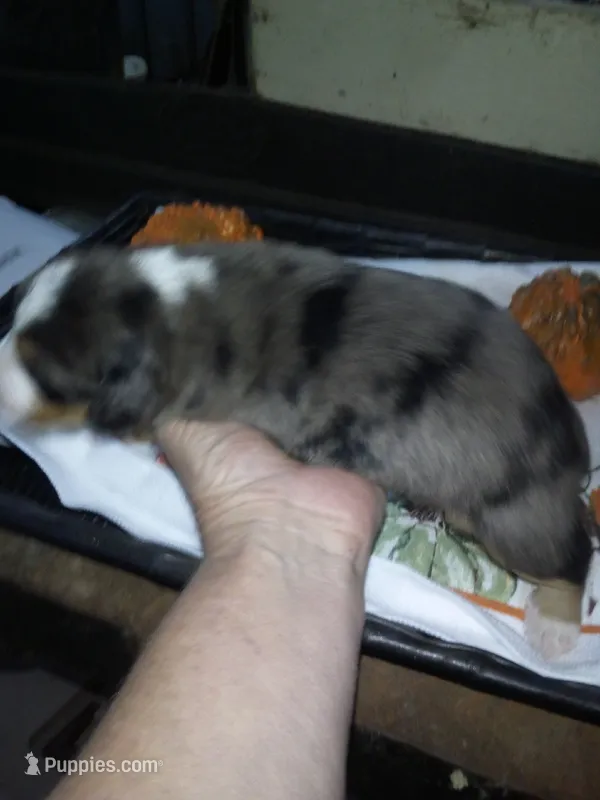 max – Australian Shepherd puppy for sale in Dixon, IL