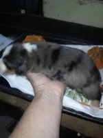 max, a male Australian Shepherd for sale in Dixon, IL – 1 of 1