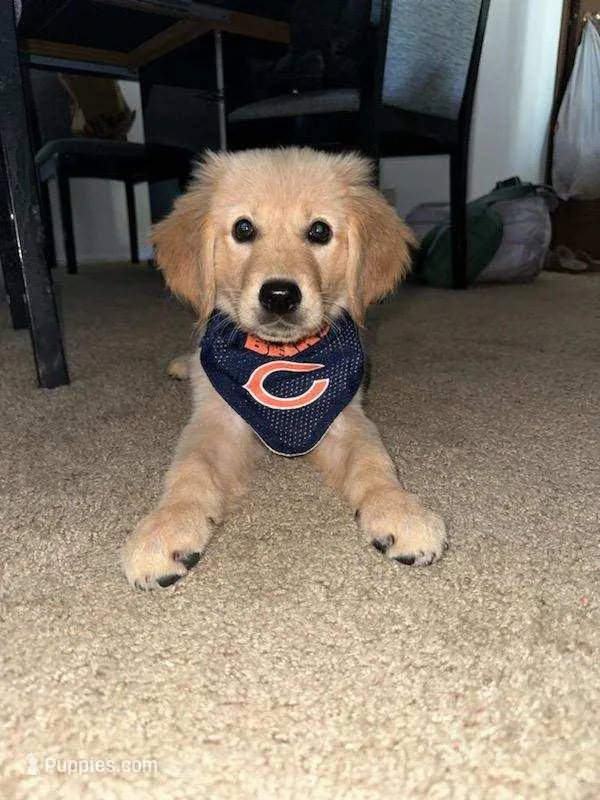 Colt – Golden Retriever puppy for sale in Dixon, IL