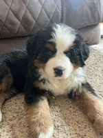Duke , a male Bernese Mountain Dog for sale in Dixon, IL – 1 of 1