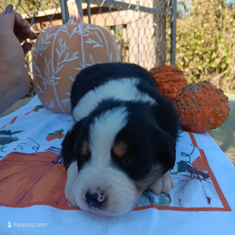 sarge  – Australian Shepherd puppy for sale in Dixon, IL