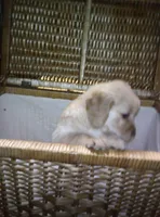 Emma, a female Golden Retriever for sale in Dixon, IL – 1 of 1