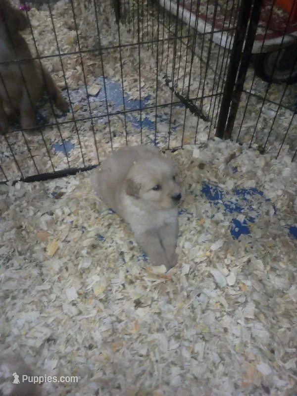 pearl – Golden Retriever puppy for sale in Dixon, IL