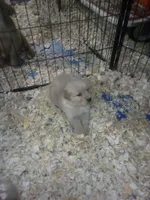 pearl, a female Golden Retriever for sale in Dixon, IL – 1 of 1