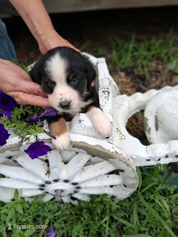 Trixie ( black tri blue eyes ) – Miniature Australian Shepherd puppy for sale in Dixon, IL