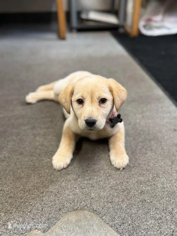 pippy – Labrador Retriever puppy for sale in Dixon, IL