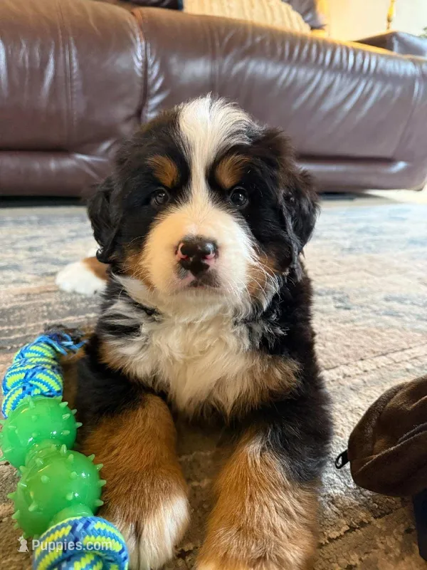 maggie – Bernese Mountain Dog puppy for sale in Dixon, IL
