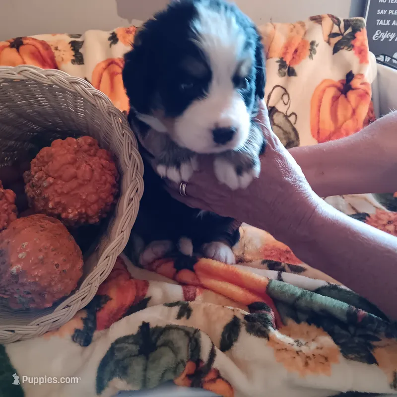 Becca – Bernese Mountain Dog puppy for sale in Dixon, IL