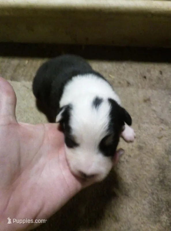 cooper – Australian Shepherd puppy for sale in Dixon, IL