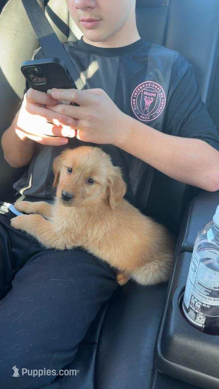 ollie – Golden Retriever puppy for sale in Dixon, IL