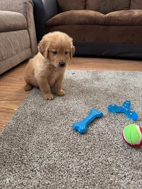 Holly – Golden Retriever puppy for sale in Dixon, IL