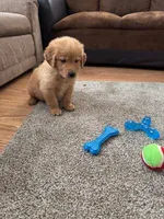 Holly, a female Golden Retriever for sale in Dixon, IL – 1 of 1