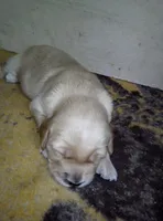 max, a female Golden Retriever for sale in Dixon, IL – 1 of 1