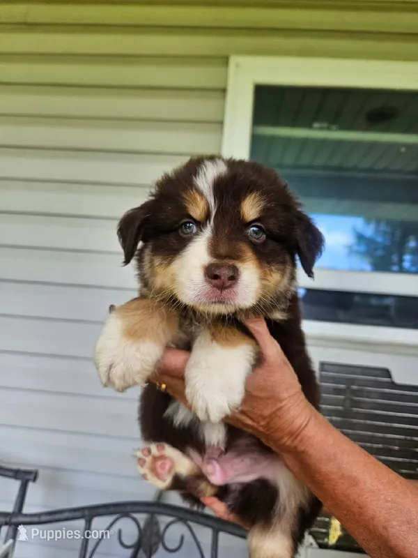 Jake – Australian Shepherd puppy for sale in Dixon, IL