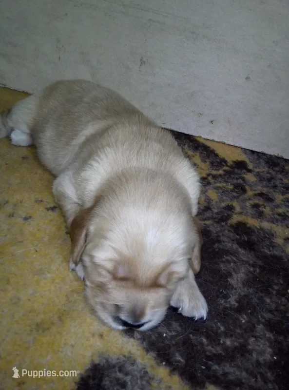 Addie – Golden Retriever puppy for sale in Dixon, IL