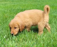 Timber, a male Golden Retriever for sale in Dixon, IL – 1 of 1