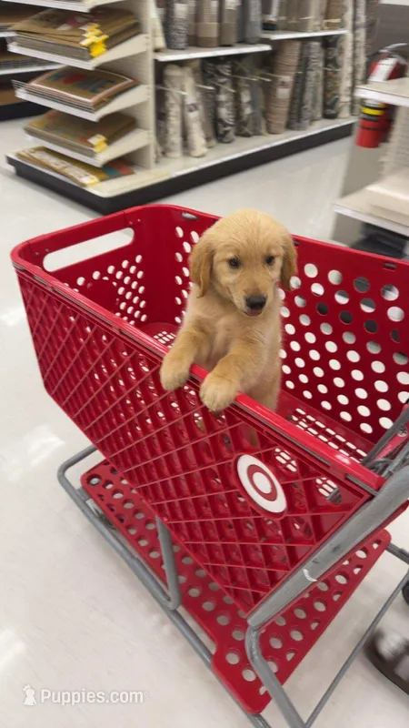 Tank – Golden Retriever puppy for sale in Dixon, IL