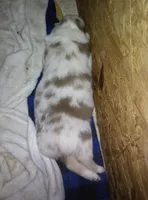 Abby red merle, a female Australian Shepherd for sale in Dixon, IL – 1 of 1