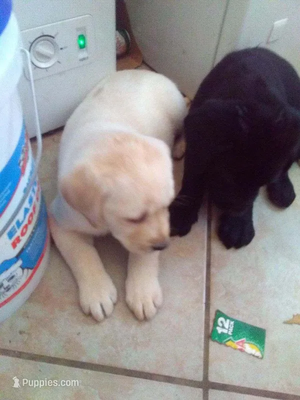 Holly – Labrador Retriever puppy for sale in Dixon, IL