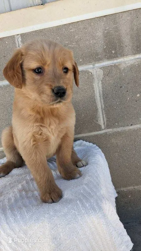 sarge – Golden Retriever puppy for sale in Dixon, IL