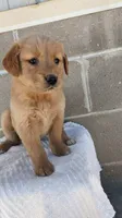 sarge, a male Golden Retriever for sale in Dixon, IL – 1 of 1
