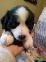 Trixie ( black tri blue eyes ), a female Miniature Australian Shepherd for sale in Dixon, IL – 1 of 1
