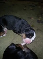 Emma, a female Bernese Mountain Dog for sale in Dixon, IL – 1 of 1