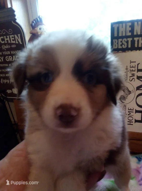 willow ( red Merle blue eyes ) – Miniature Australian Shepherd puppy for sale in Dixon, IL