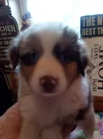 willow ( red Merle blue eyes ), a female Miniature Australian Shepherd for sale in Dixon, IL – 1 of 2