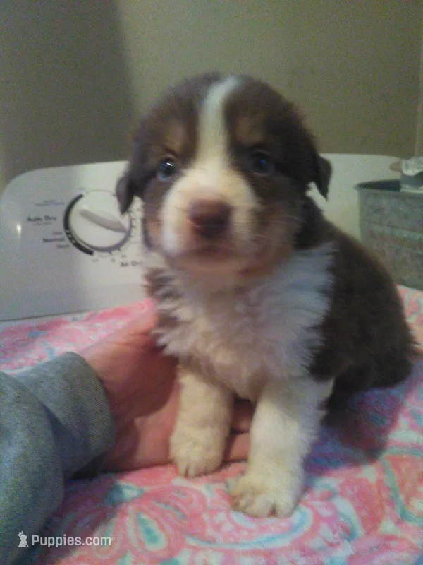remie, a male Miniature Australian Shepherd for sale in Dixon, IL – 1 of 1