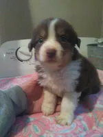 remie, a male Miniature Australian Shepherd for sale in Dixon, IL – 1 of 1