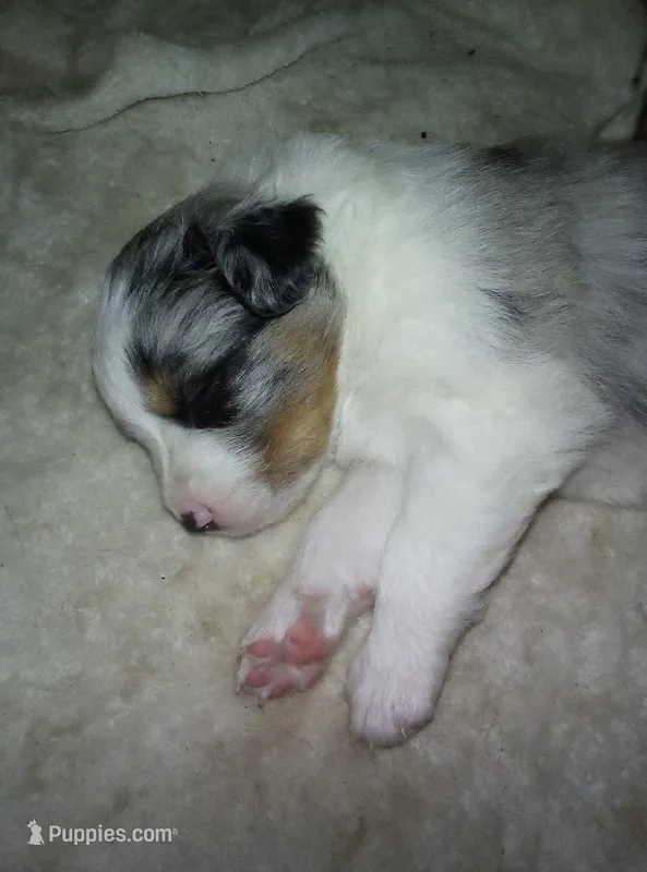 sampson – Miniature Australian Shepherd puppy for sale in Dixon, IL