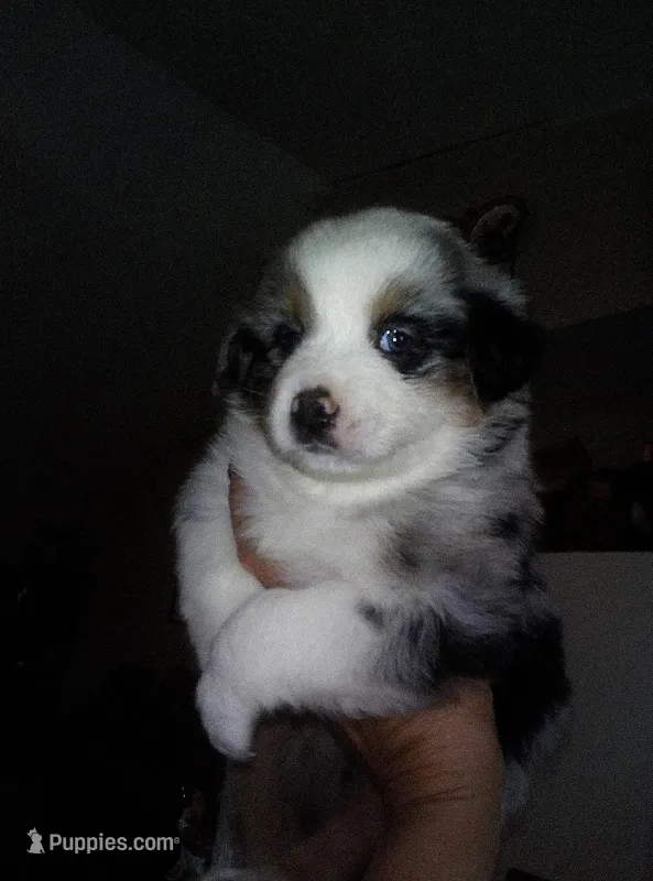 maggie – Australian Shepherd puppy for sale in Dixon, IL