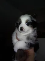 maggie, a female Australian Shepherd for sale in Dixon, IL – 1 of 1
