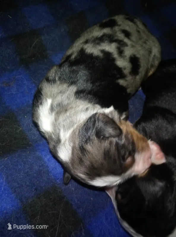 Emma – Australian Shepherd puppy for sale in Dixon, IL