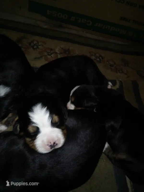 ava – Bernese Mountain Dog puppy for sale in Dixon, IL