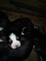ava, a female Bernese Mountain Dog for sale in Dixon, IL – 1 of 1