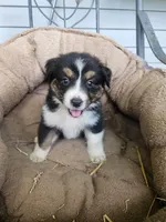 Jake, a male Australian Shepherd for sale in Dixon, IL – 1 of 1