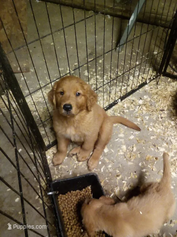 maggie – Golden Retriever puppy for sale in Dixon, IL