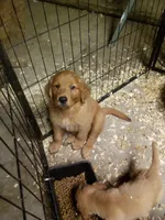 maggie, a female Golden Retriever for sale in Dixon, IL – 1 of 1