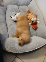 Ellie, a female Golden Retriever for sale in Dixon, IL – 1 of 1