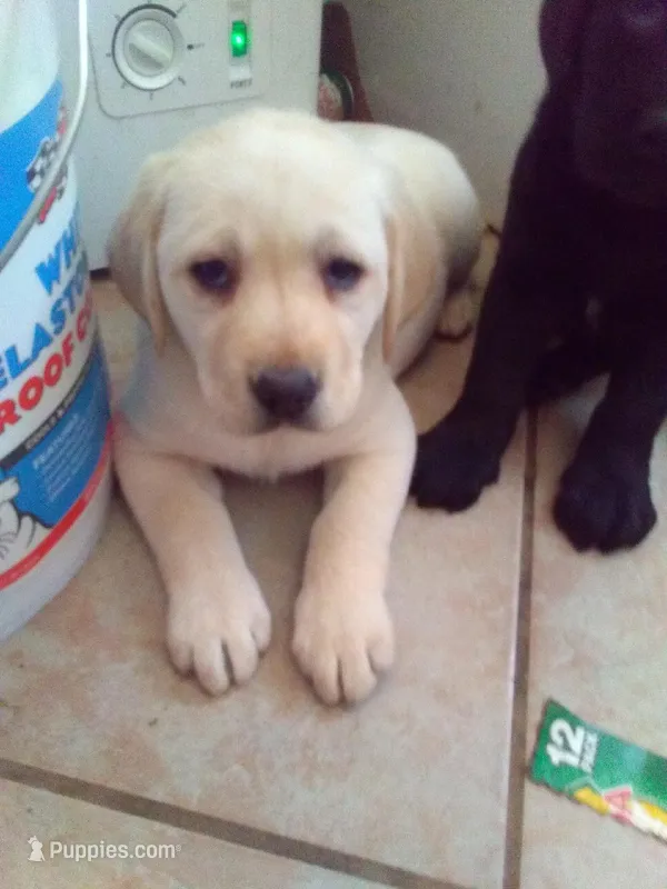 Koda – Labrador Retriever puppy for sale in Dixon, IL