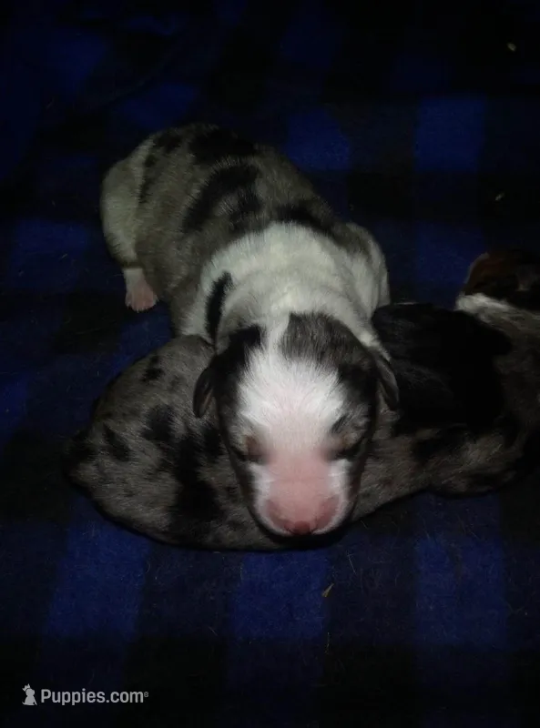 maggie – Australian Shepherd puppy for sale in Dixon, IL