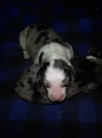 maggie, a female Australian Shepherd for sale in Dixon, IL – 1 of 1