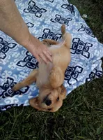 cody, a male Golden Retriever for sale in Dixon, IL – 1 of 1