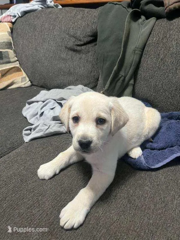 Duke  – Labrador Retriever puppy for sale in Dixon, IL
