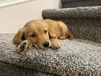 Jake, a male Golden Retriever for sale in Dixon, IL – 1 of 1